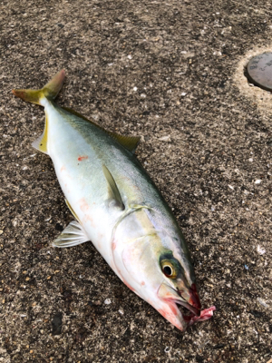 ショアジギング