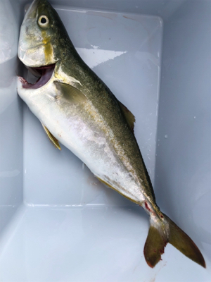 ツバスサイズいろいろ