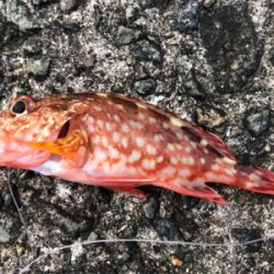 ガシラオンリー