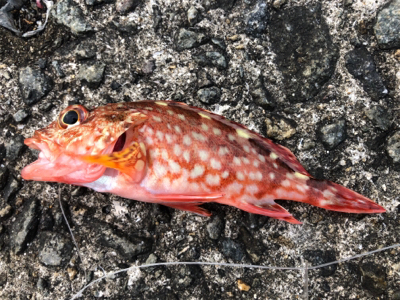 ガシラオンリー