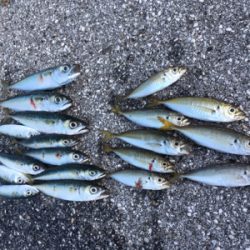 朝まずめアジング