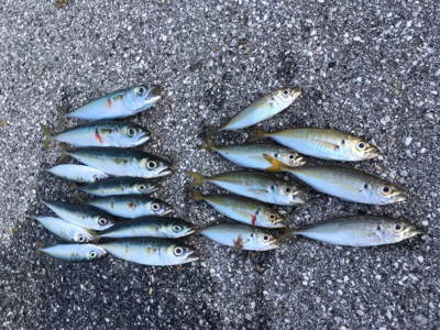 朝まずめアジング