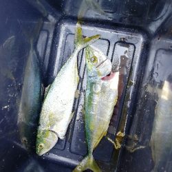 ツバスちょっと成長