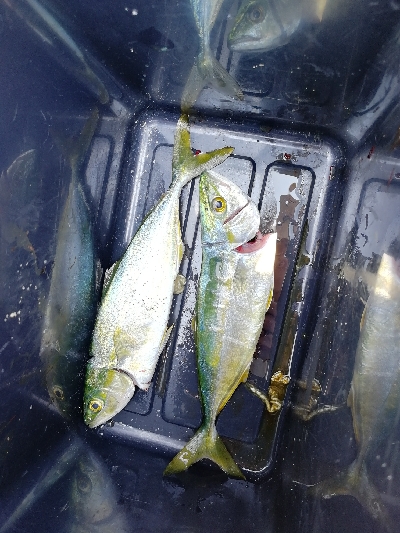 ツバスちょっと成長