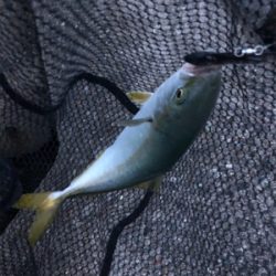 貝塚人工島でツバス狙い