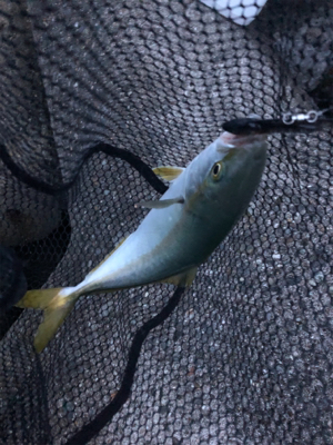 貝塚人工島でツバス狙い