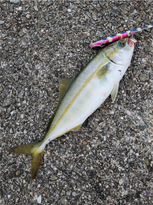 初めてのミニ波止で