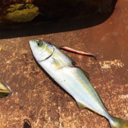 なんとかツバス