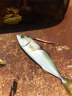 なんとかツバス