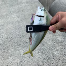 ぺんぺんと巨エソ