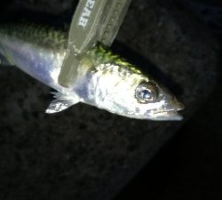 ナイトアジング