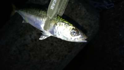 ナイトアジング