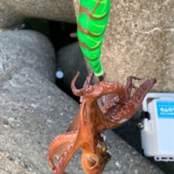 一年ぶりの、たこ!