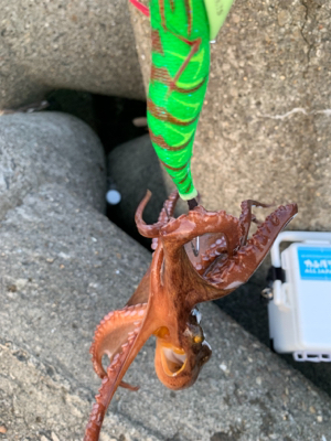 一年ぶりの、たこ！