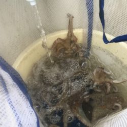 恵比寿丸  タコ  大潮