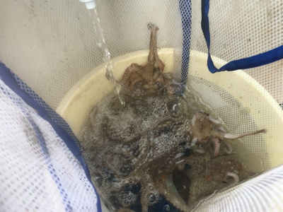 恵比寿丸  タコ  大潮