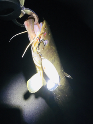 仕事終わりのナマズ