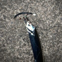 人多しあたり少なし タチウオ