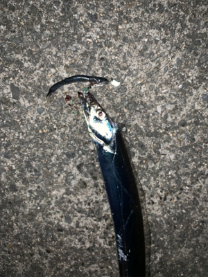 人多しあたり少なし タチウオ