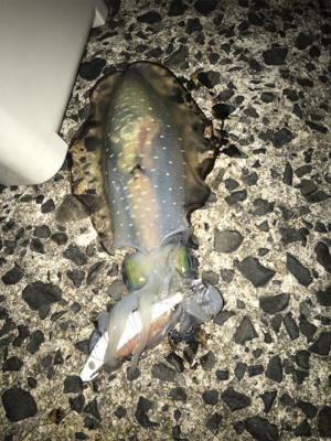 餌巻エギ最強説