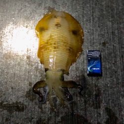 奇跡のキロアップ