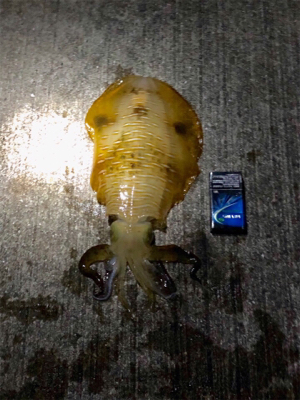 奇跡のキロアップ