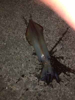 仕事終わりに釣行