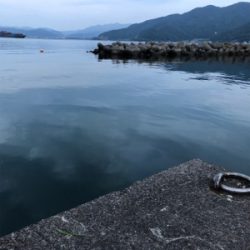 いろんな魚がいた