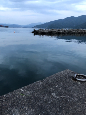 いろんな魚がいた