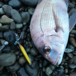 七里御浜でタイ!?