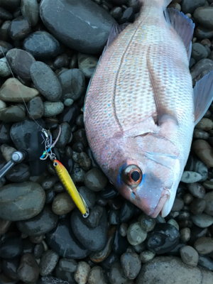 七里御浜でタイ！？