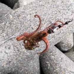 雨の中タコ釣りに
