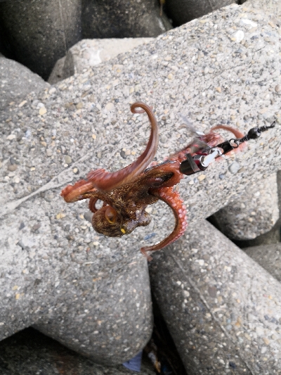 雨の中タコ釣りに