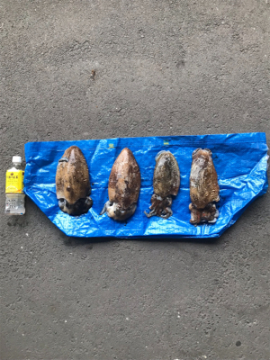 イカちゃん祭り