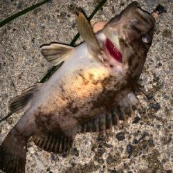 久々のいい天気なのに釣れるのは、、、