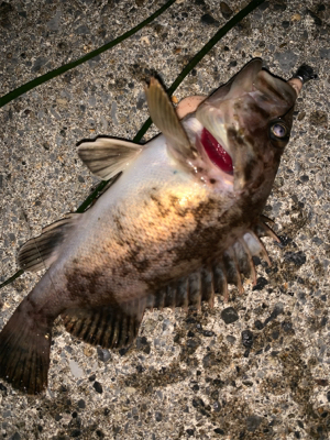 久々のいい天気なのに釣れるのは、、、