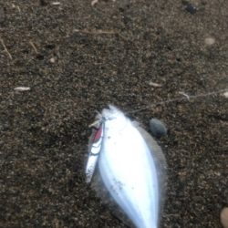 道南サーフ ヒラメ