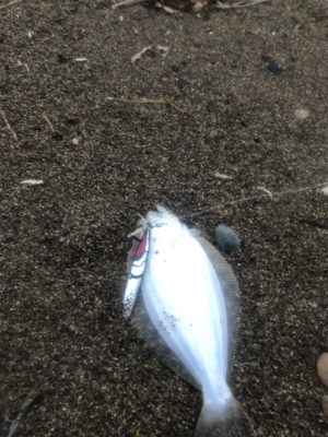道南サーフ ヒラメ