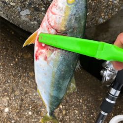 雨の合間のツバッシング