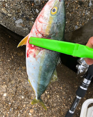 雨の合間のツバッシング