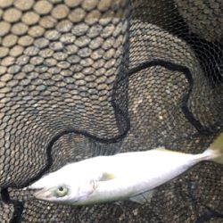 ツバス、数が減ってきたか？