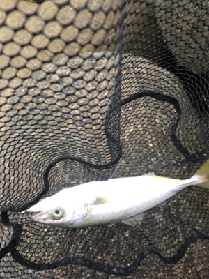 ツバス、数が減ってきたか？