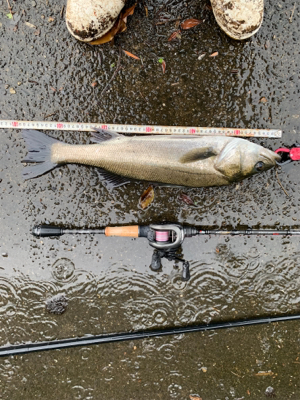 魚が掛かった途端に...