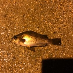 久しぶりの釣り