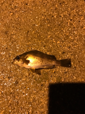 久しぶりの釣り