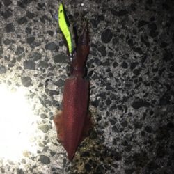 餌巻エギ最強説2