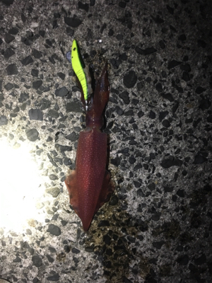 餌巻エギ最強説2