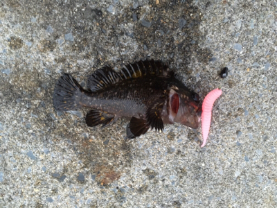 パターン入りました！