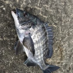 底狙いのエビ撒き