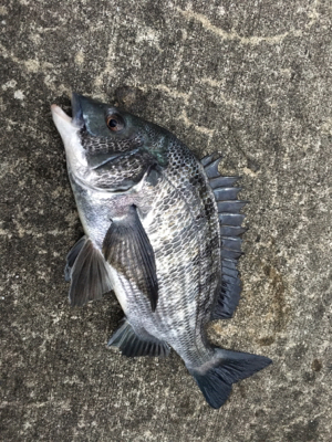 底狙いのエビ撒き